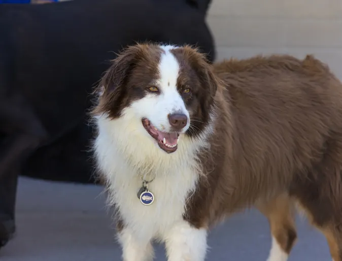 Happy dog Happy dog