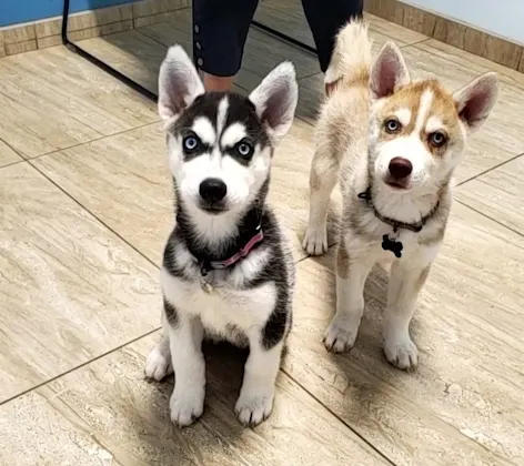 Two puppies looking at camera Two puppies looking at camera