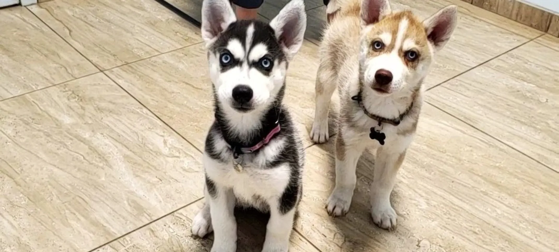 Two puppies looking at camera Two puppies looking at camera