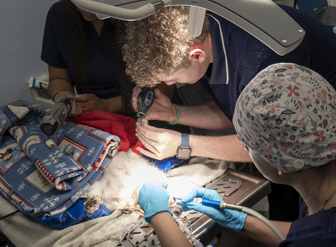 Veterinarians Performing Dental Cleaning/Oral Exams