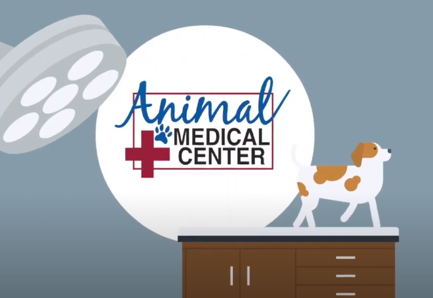 AMC logo and wordmark with animated dog on vet desk