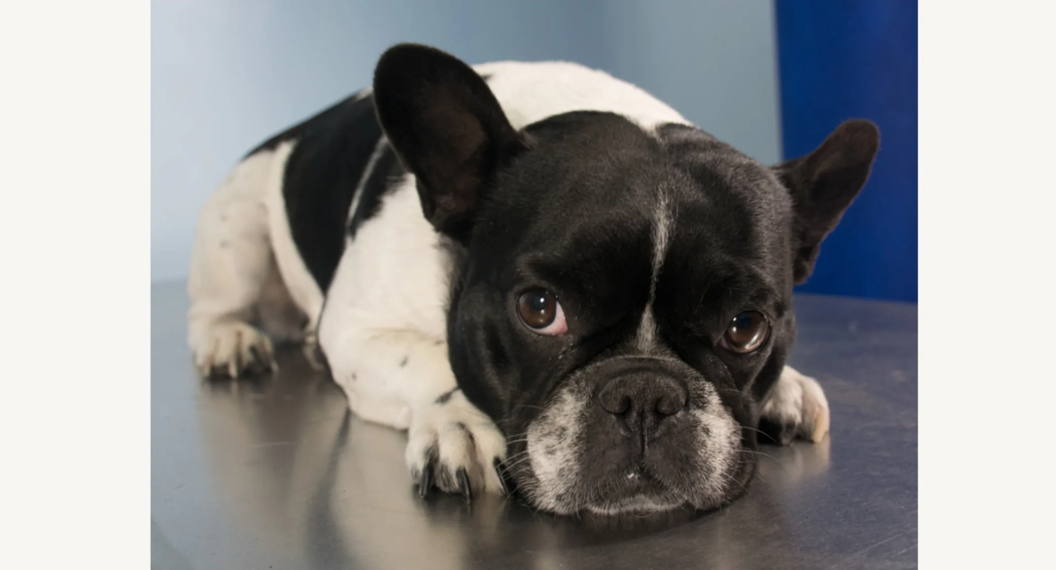 A bulldog looking up A bulldog looking up
