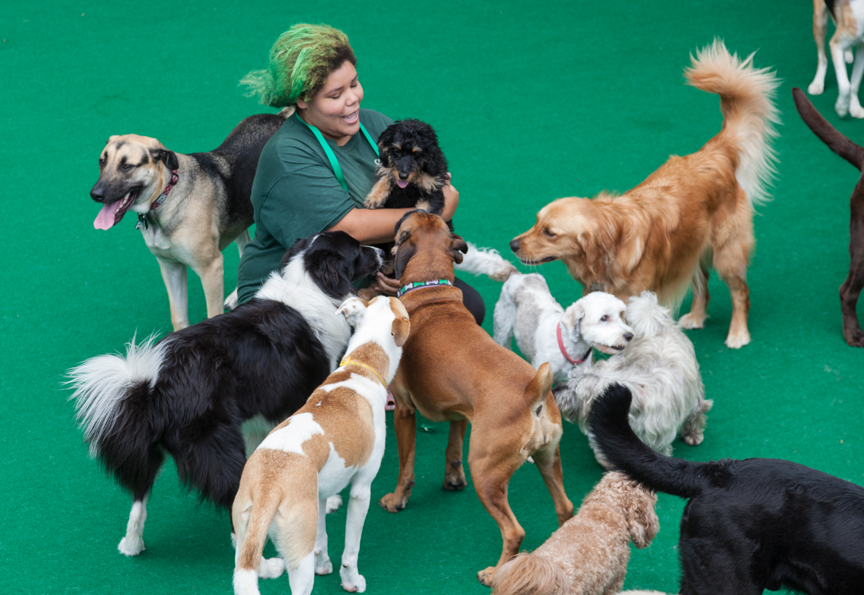 Candlewick Kennels Doggie Daycare