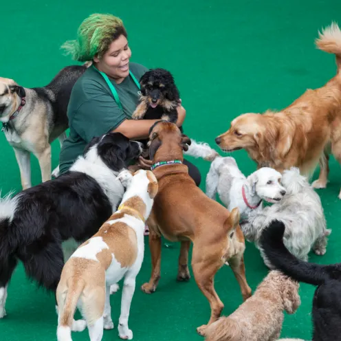 Candlewick Kennels Doggie Daycare