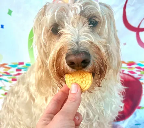 Dog eating cookie