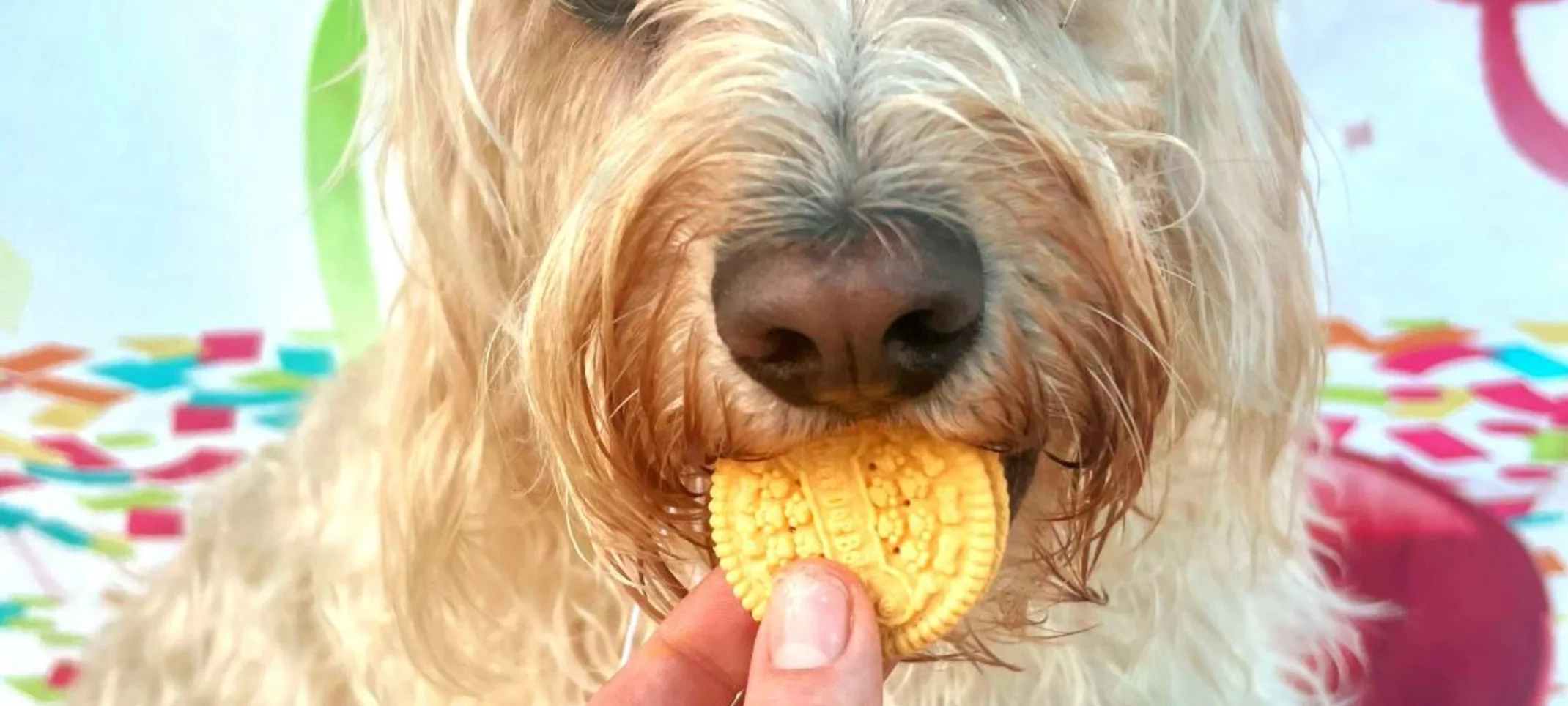 Dog eating cookie Dog eating cookie