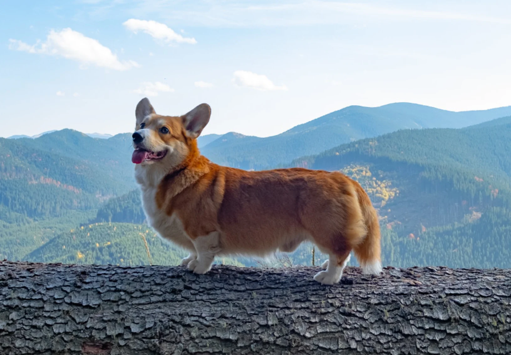 Corgi Overlooking Blue/Green Mountains