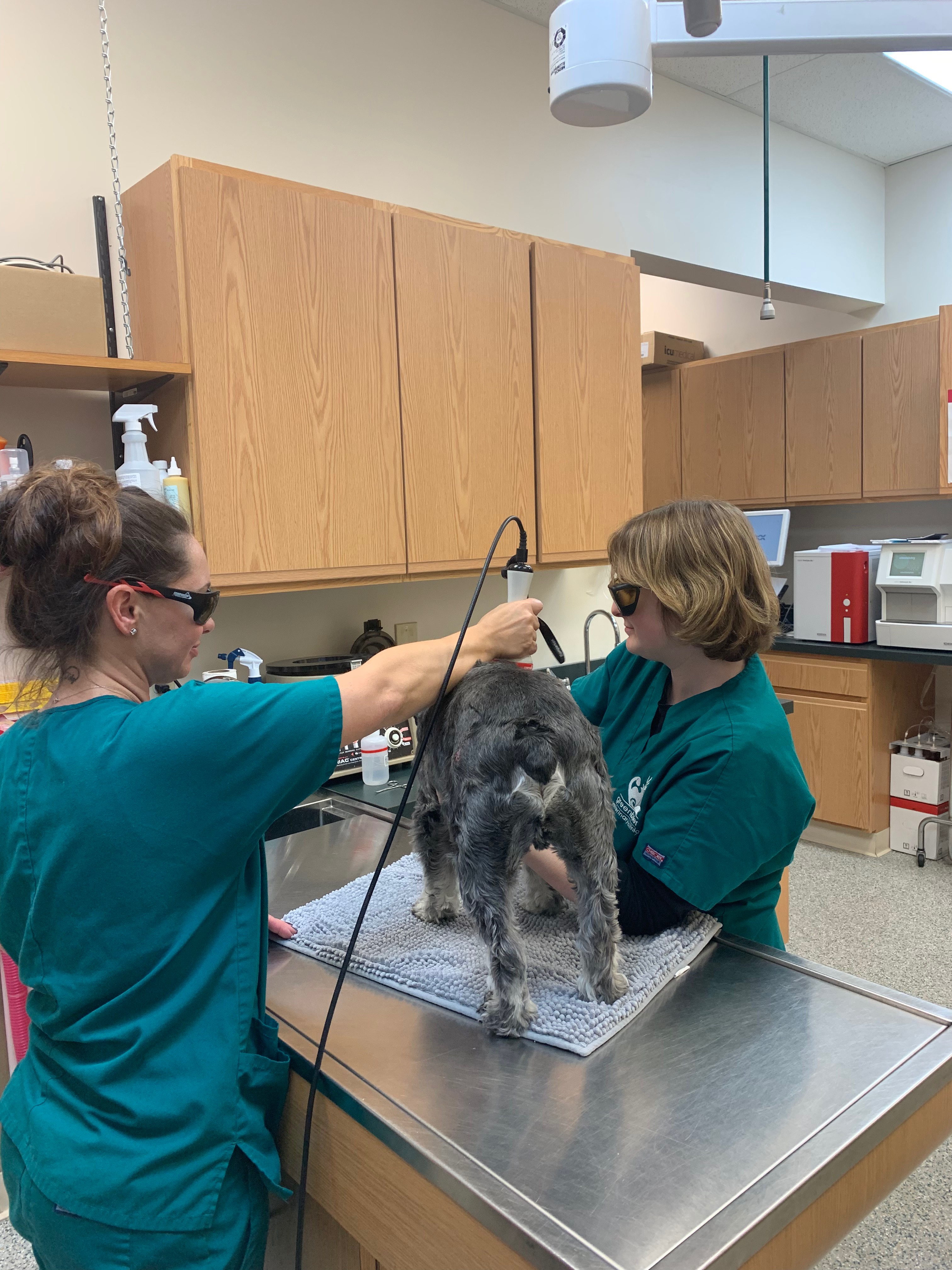 Greenbrier Veterinary Clinic laser therapy
