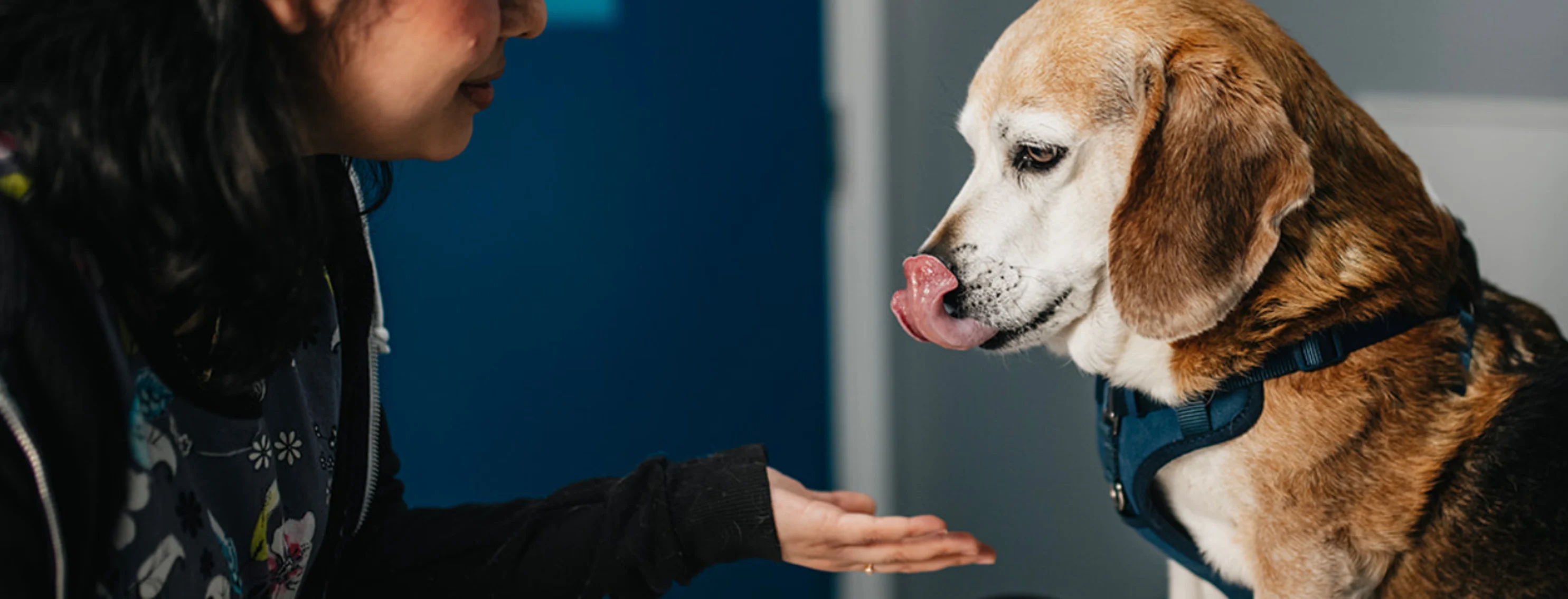 Black, brown, and white Beagle on table being cared for by staff member