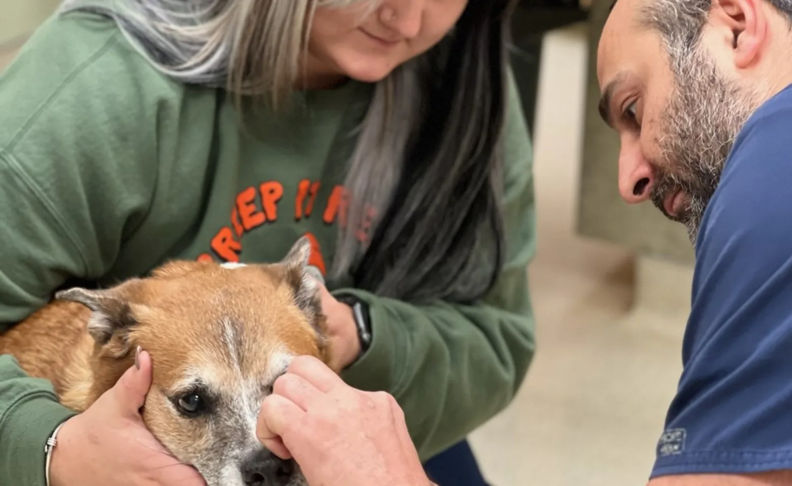 Staff examining dog