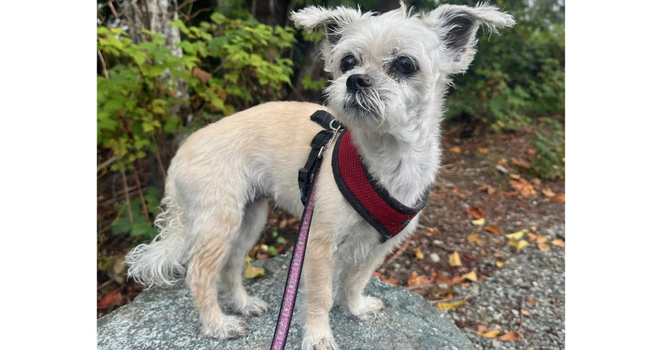 Tinker the dog Tinker the dog