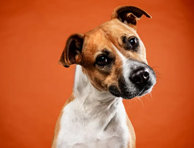 Puppy, Rango, with orange backdrop Puppy, Rango, with orange backdrop