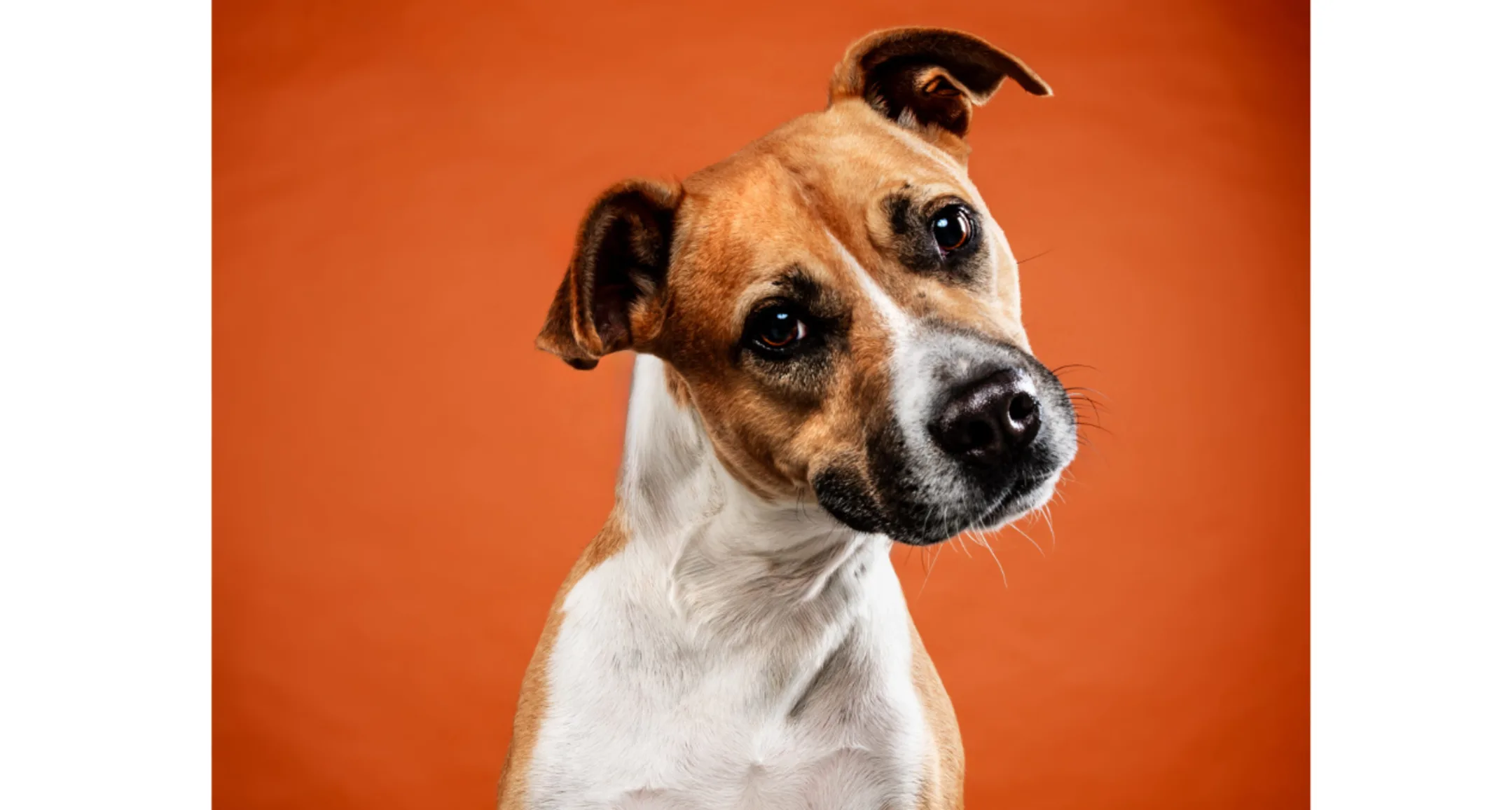 Puppy, Rango, with orange backdrop Puppy, Rango, with orange backdrop