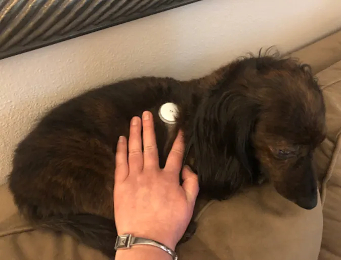 Dachshund, Oliver, being pet by person Dachshund, Oliver, being pet by person