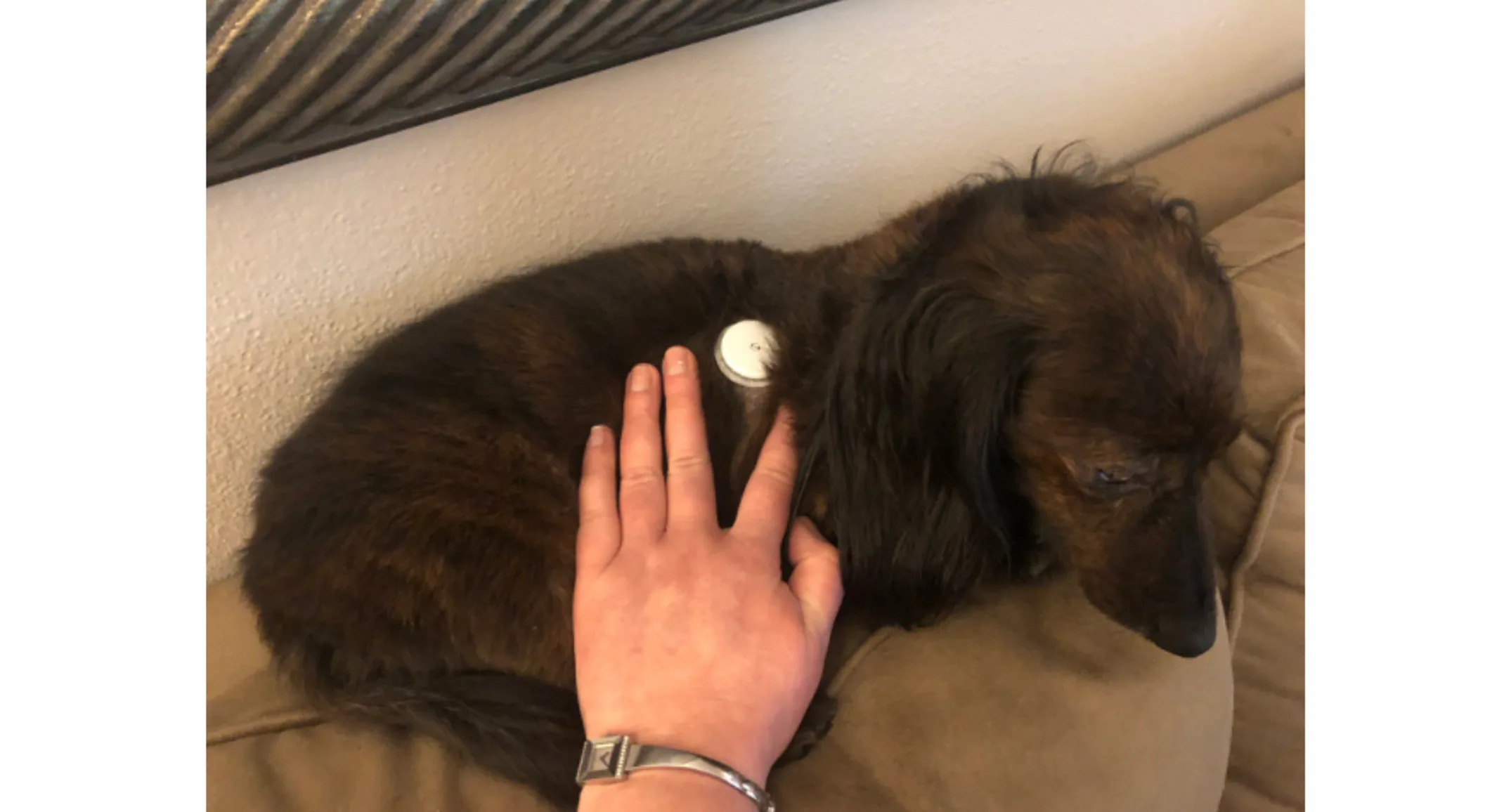 Dachshund, Oliver, being pet by person Dachshund, Oliver, being pet by person