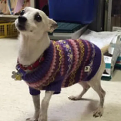 White Chihuahua in a purple striped fleece sweater was adopted in our hospital in 2016.