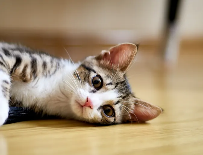 Cat laying on floor Cat laying on floor