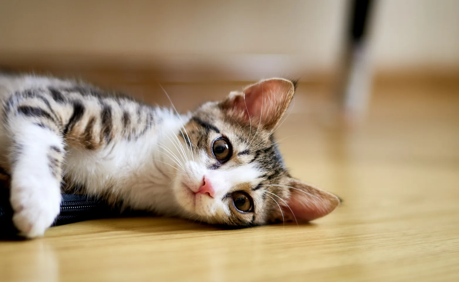 Cat laying on floor