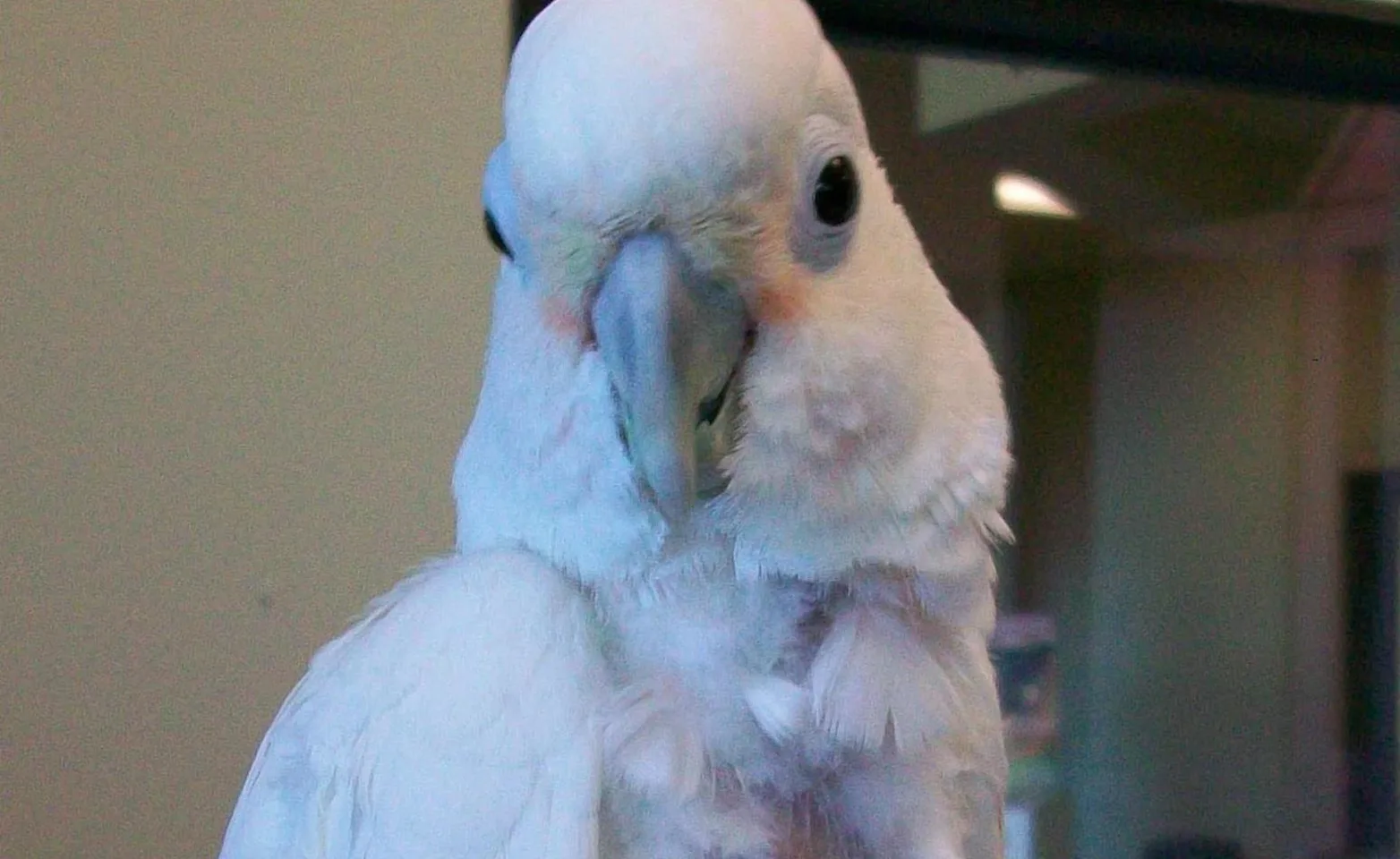 White bird looking away