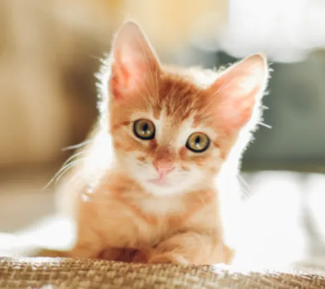 orange kitten orange kitten