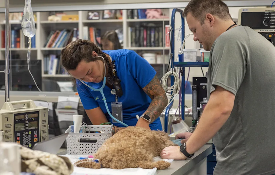 Staff member checking a dog