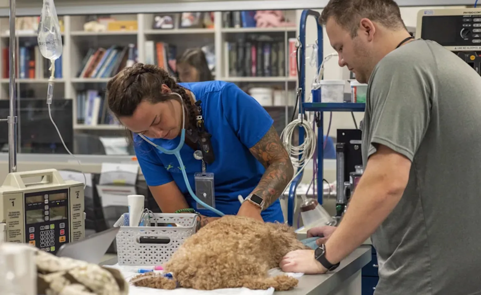 Staff member checking a dog Staff member checking a dog