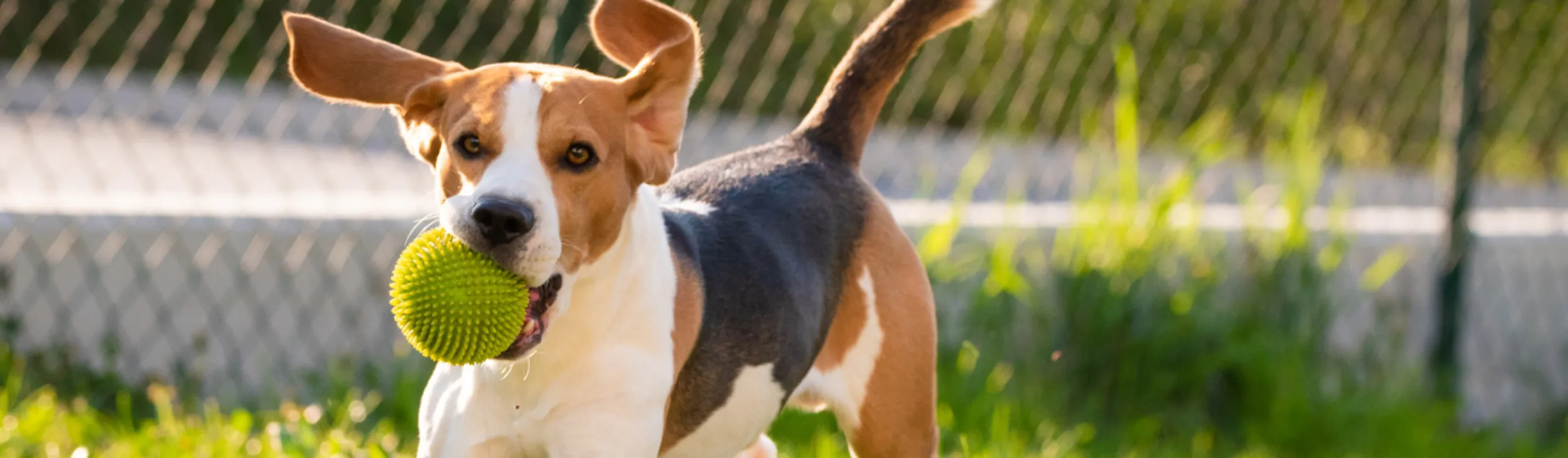 Beagle with ball in mouth Beagle with ball in mouth