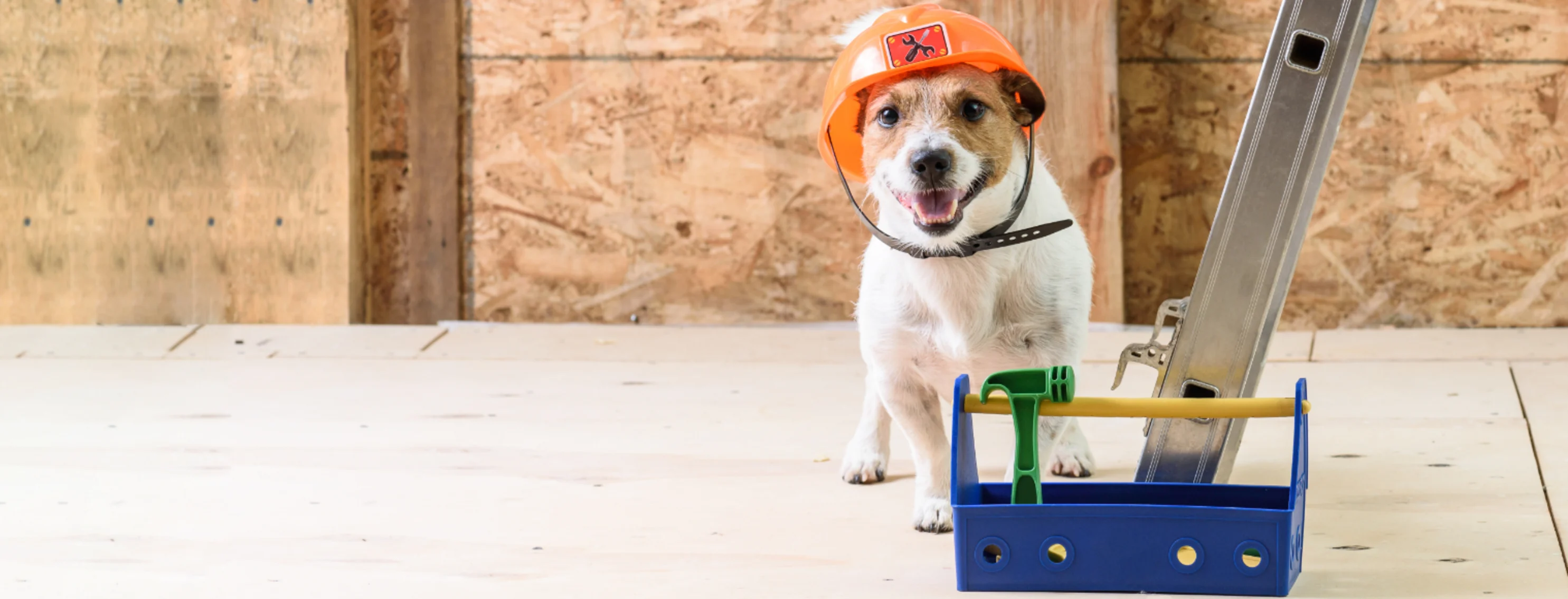 Dog wearing a helmet next to construction tools