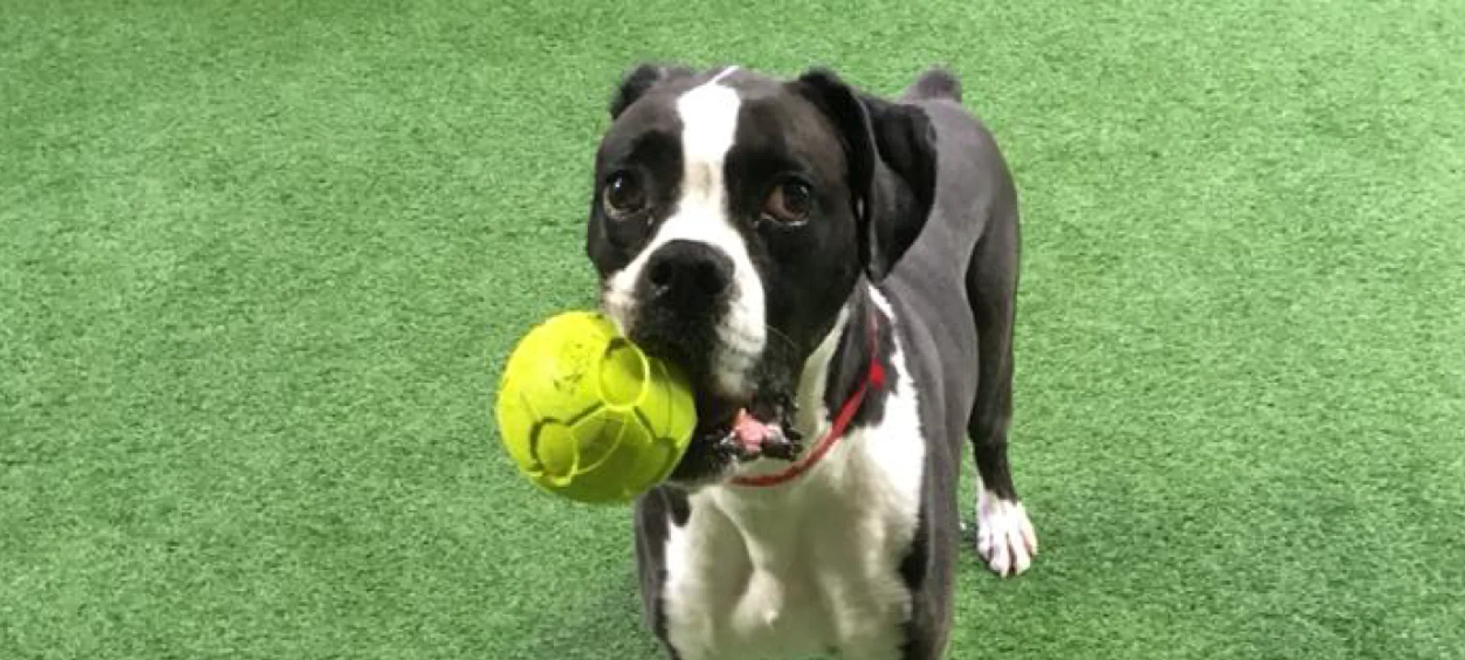 Dog playing with ball in mouth at The Pet Ranch