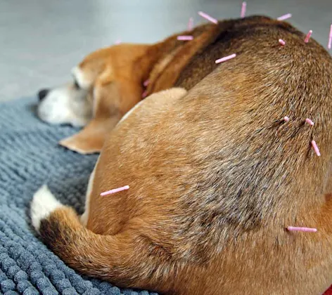 Acupuncture on a dog Acupuncture on a dog