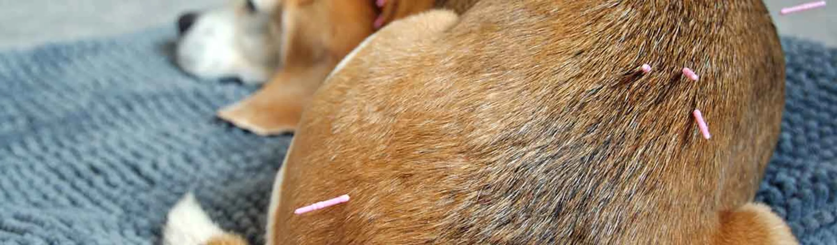 Acupuncture on a dog Acupuncture on a dog