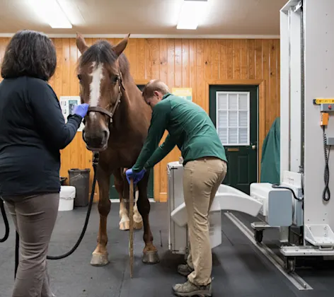 Equine Imaging Equipment Equine Imaging Equipment