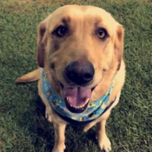 Harlow Alleman Harlow Alleman