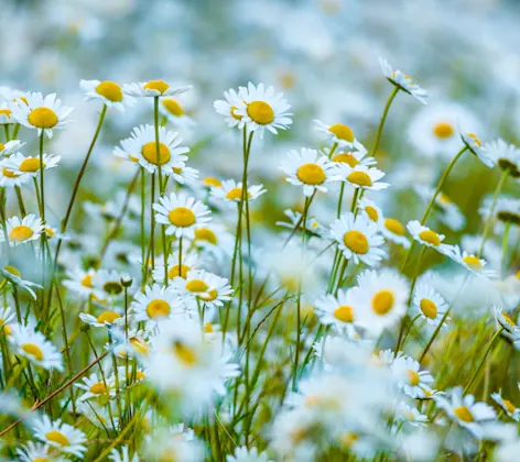Field of Daisies Field of Daisies
