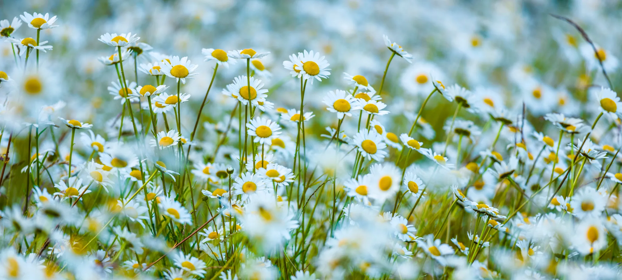 Field of Daisies Field of Daisies