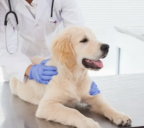 White Puppy is on a table and getting checked up by a doctor White Puppy is on a table and getting checked up by a doctor