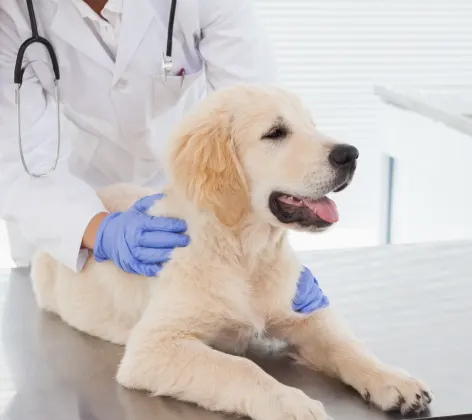 White Puppy is on a table and getting checked up by a doctor