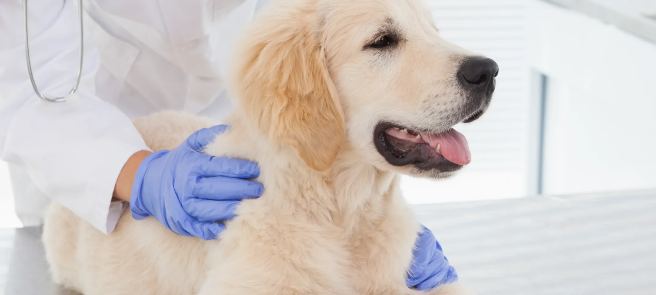 White Puppy is on a table and getting checked up by a doctor White Puppy is on a table and getting checked up by a doctor