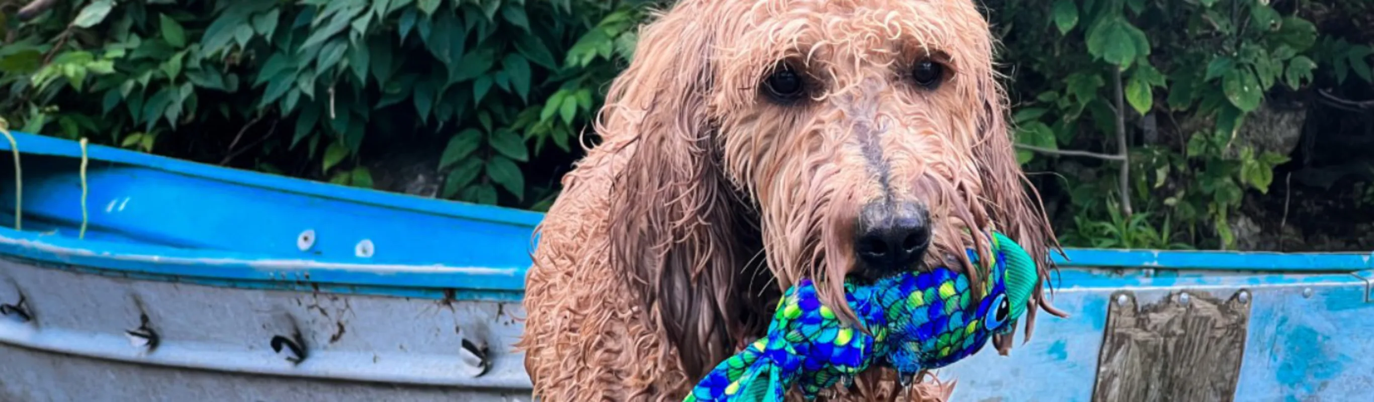 Dog in the water with a toy in its mouth next to a boat Dog in the water with a toy in its mouth next to a boat