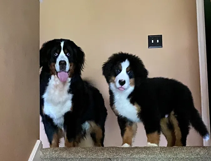 Lily and sister on stairs Lily and sister on stairs