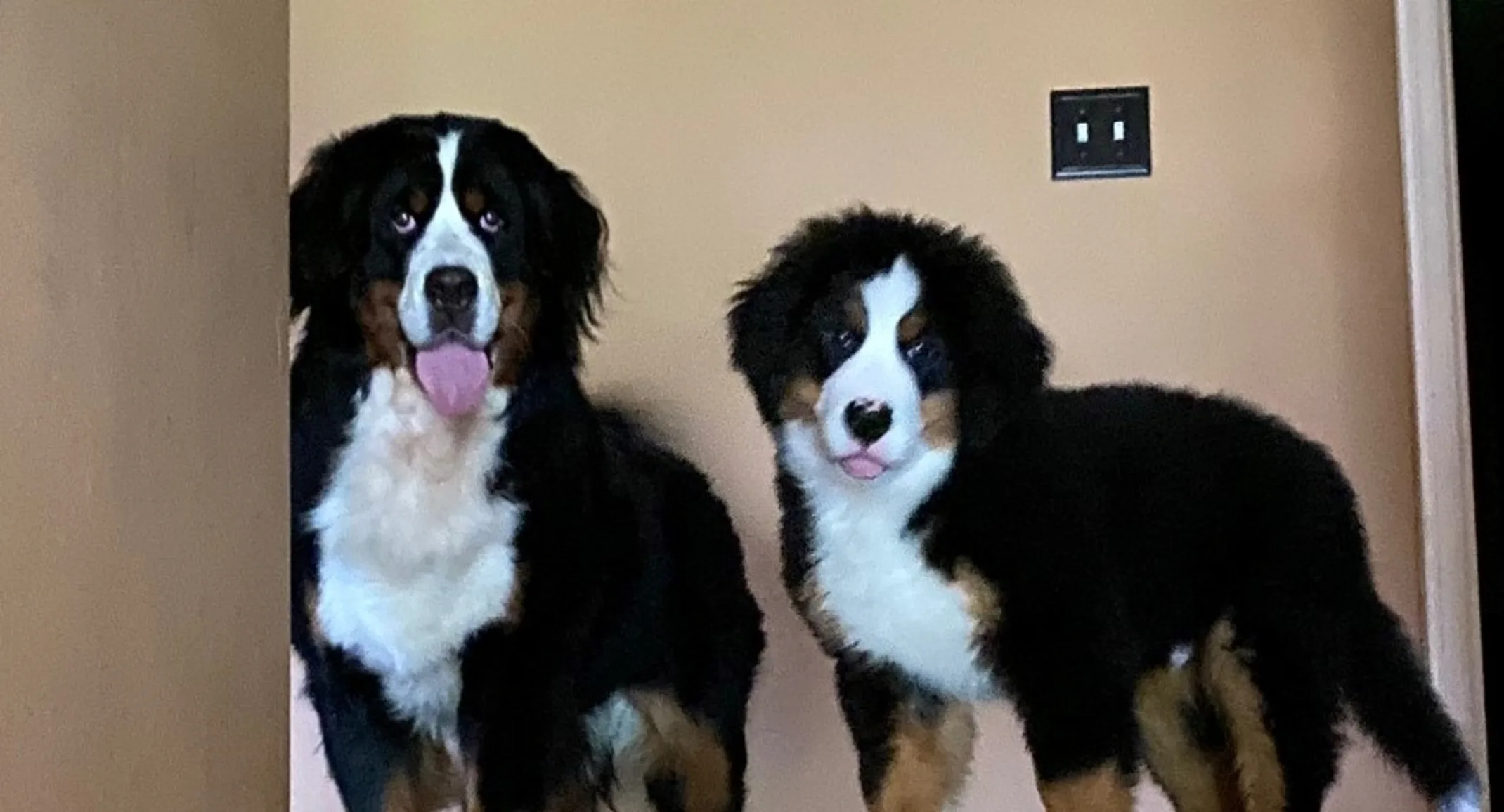 Lily and sister on stairs Lily and sister on stairs