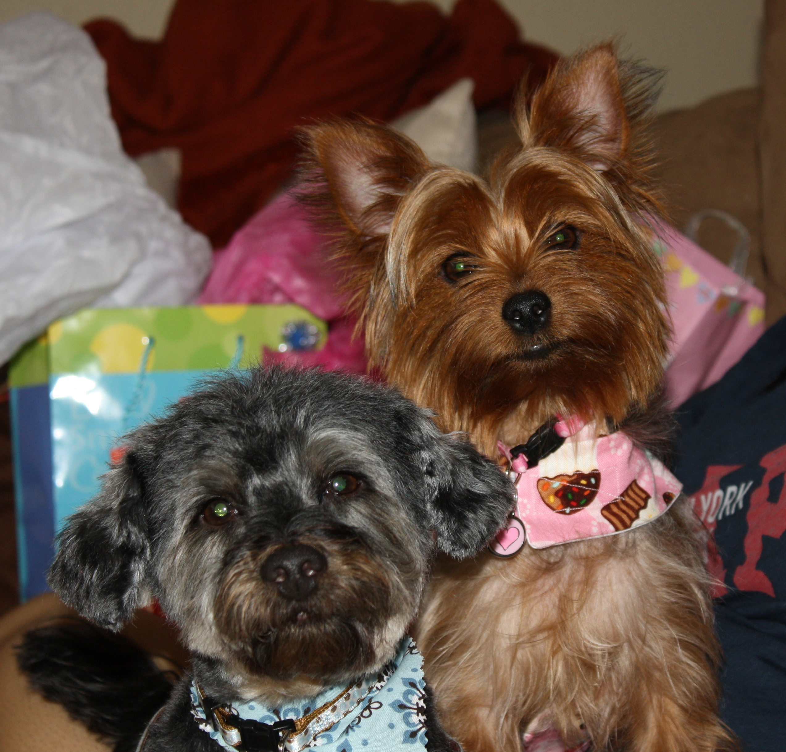 Two Dogs Laying Together 