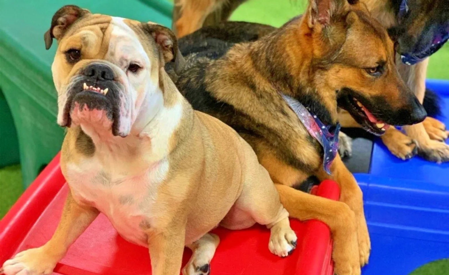Dogs relaxing Dogs relaxing