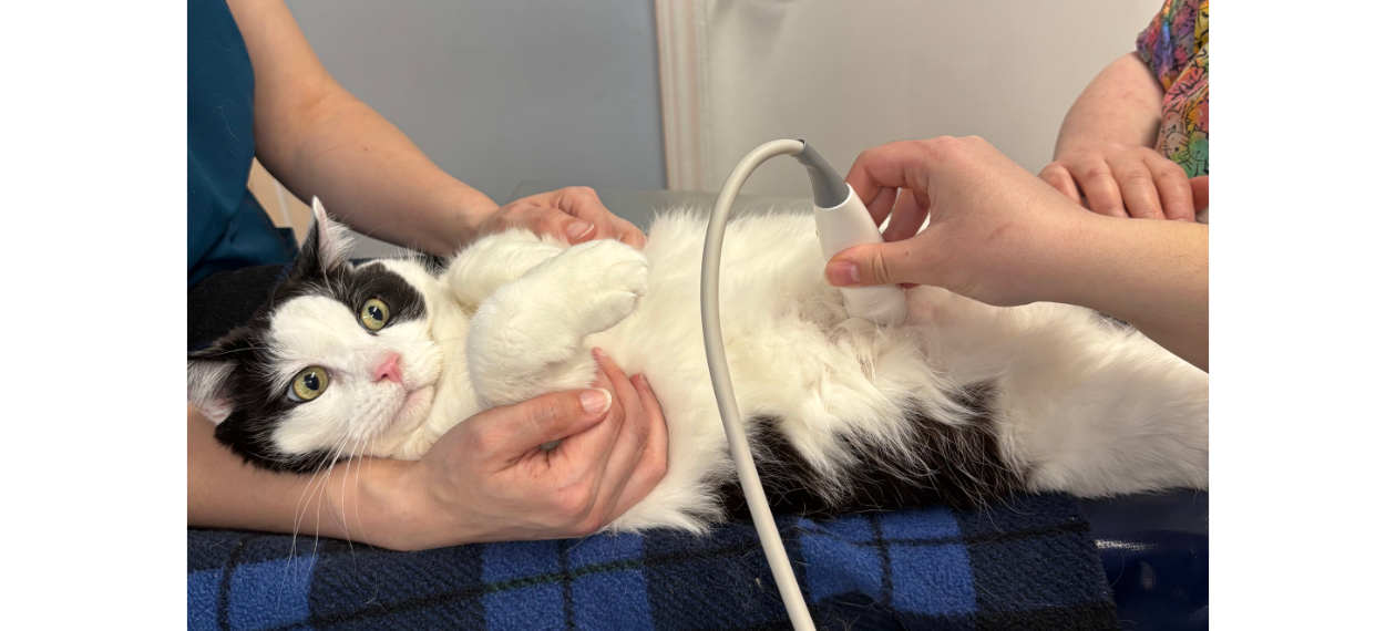 Veterinarian Performing Ultrasound on a Cat