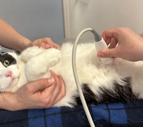 Veterinarian Performing Ultrasound on a Cat Veterinarian Performing Ultrasound on a Cat