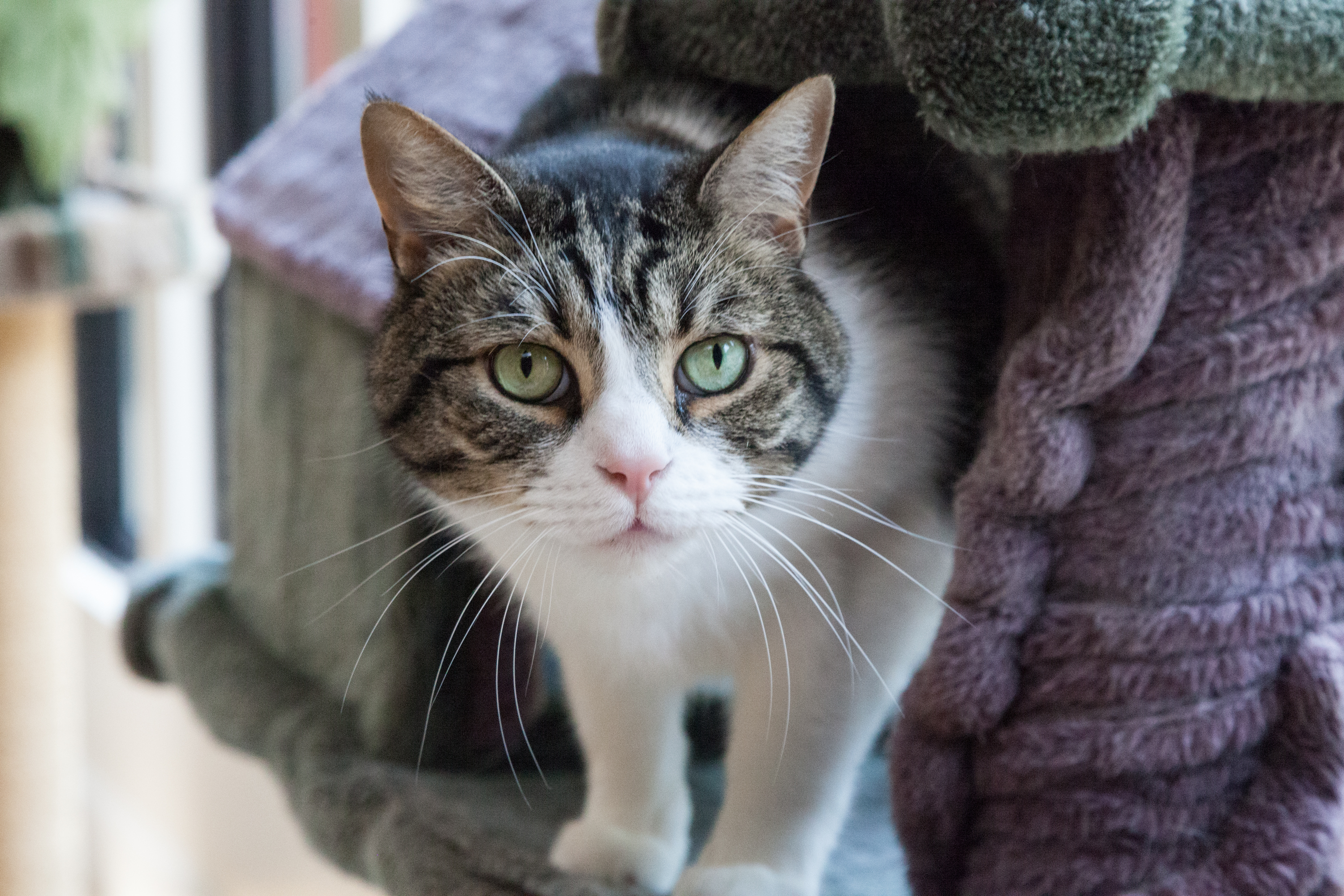Candlewick Kennels Cat Tree