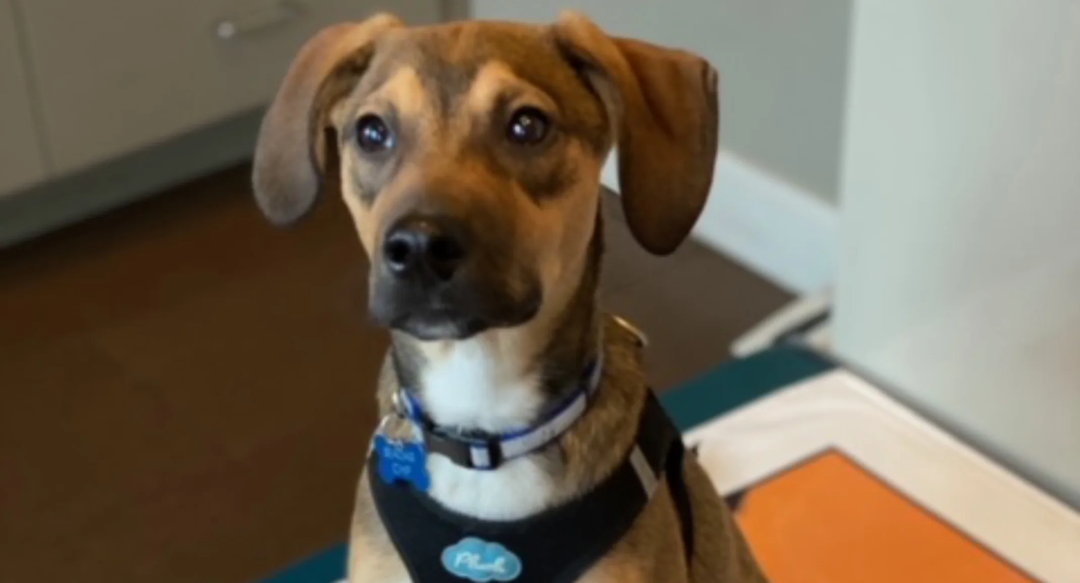 Dog sitting Dog sitting