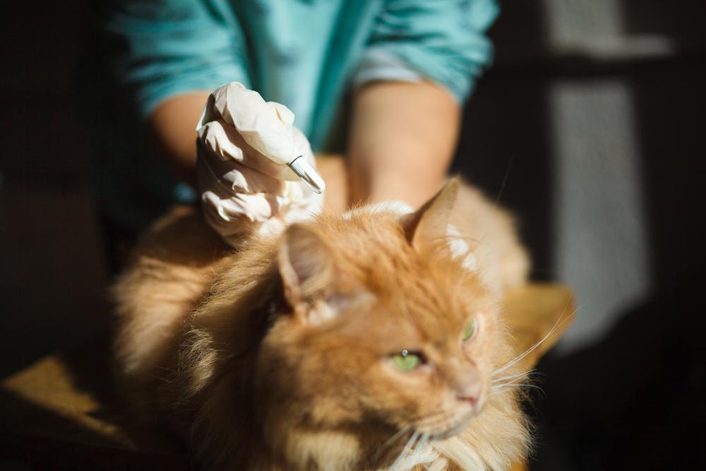 Cat with fleas