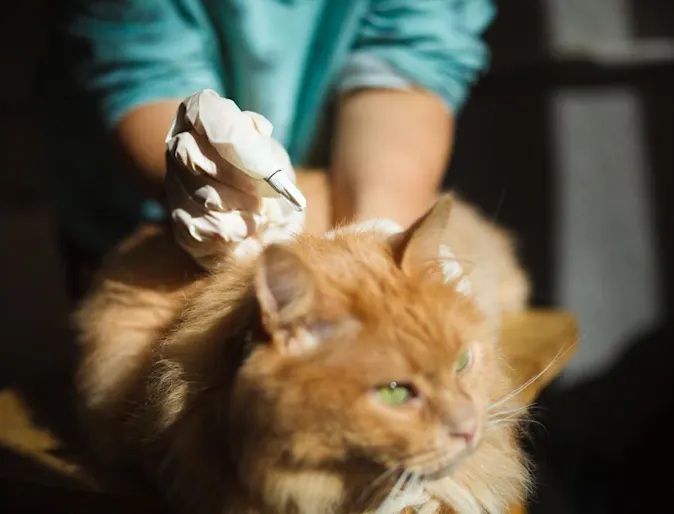 Cat with fleas Cat with fleas