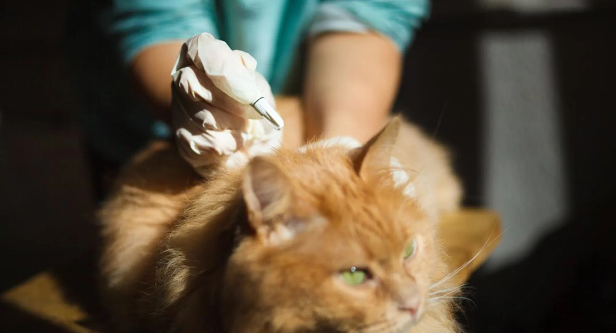 Cat with fleas Cat with fleas